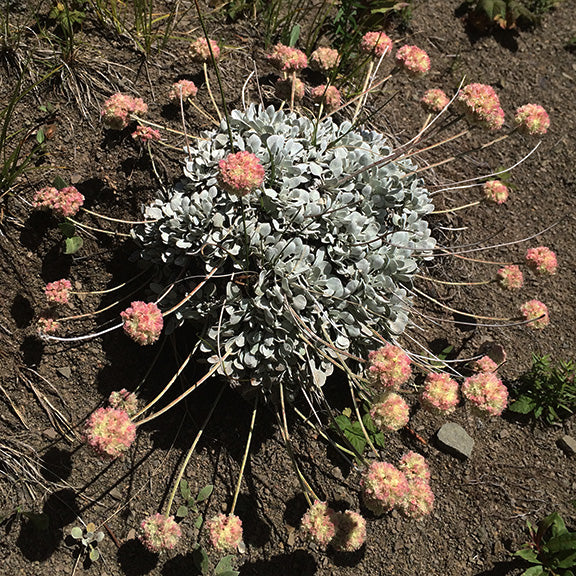 aloft, creating a delicate yet striking pattern against the earth.
