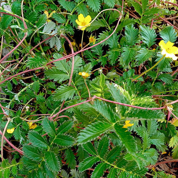 A dense patch of Silverweed with dark green, fern-like leaves forming a low mat across the ground. Thin red runners weave through the foliage, each bearing small, cheerful yellow flowers with five rounded petals scattered throughout the greenery.