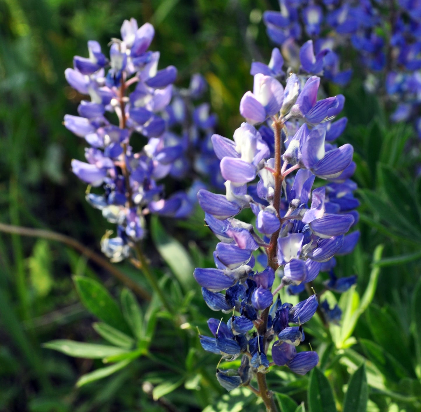 A tall spike of pea-like blossoms in shades of deep purple to soft lavender, with hints of white on the petals. The densely packed flowers emerge from a reddish-brown stem, surrounded by slender, green leaves.