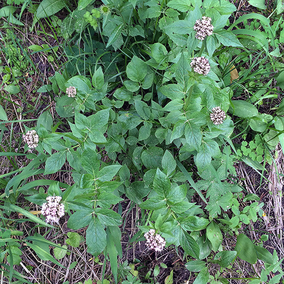 Sprawling across the forest floor, the Sitka Valerian (Valeriana sitchensis) forms a loose colony of leafy stems topped with creamy white flower clusters. The soft, lush leaves create a dense green carpet punctuated by these rounded blooms.