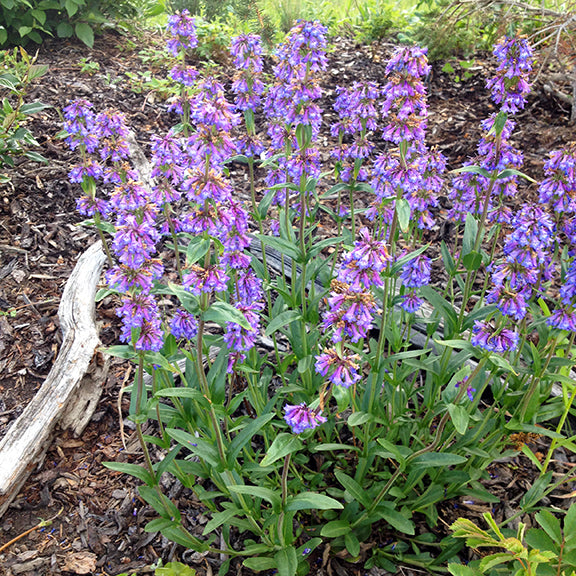 A healthy clump of Slender Penstemon (Penstemon procerus) in full bloom, with upright stems topped by spiky clusters of purple-blue flowers. Narrow green leaves form a dense base, while the blossoms rise above, adding splashes of color to the mulched garden bed.