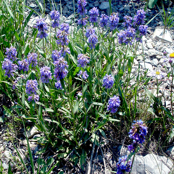 Wild patch of Penstemon procerus (Slender Penstemon) growing in rocky terrain, with numerous slender stems carrying loose, cone-shaped clusters of soft violet flowers. The narrow green leaves and upright habit allow the plant to blend gracefully into the surrounding grass and gravel.