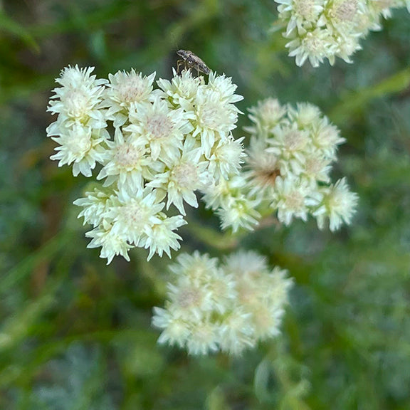 Close-up of Antennaria parvifolia (Small-Leaf Pussytoes) flowers, showing clusters of soft, white, star-like blooms with a small insect perched on top. The delicate texture of the flowers contrasts with the blurred green background.