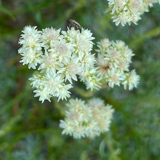 Close-up of Antennaria parvifolia (Small-Leaf Pussytoes) flowers, showing clusters of soft, white, star-like blooms with a small insect perched on top. The delicate texture of the flowers contrasts with the blurred green background.