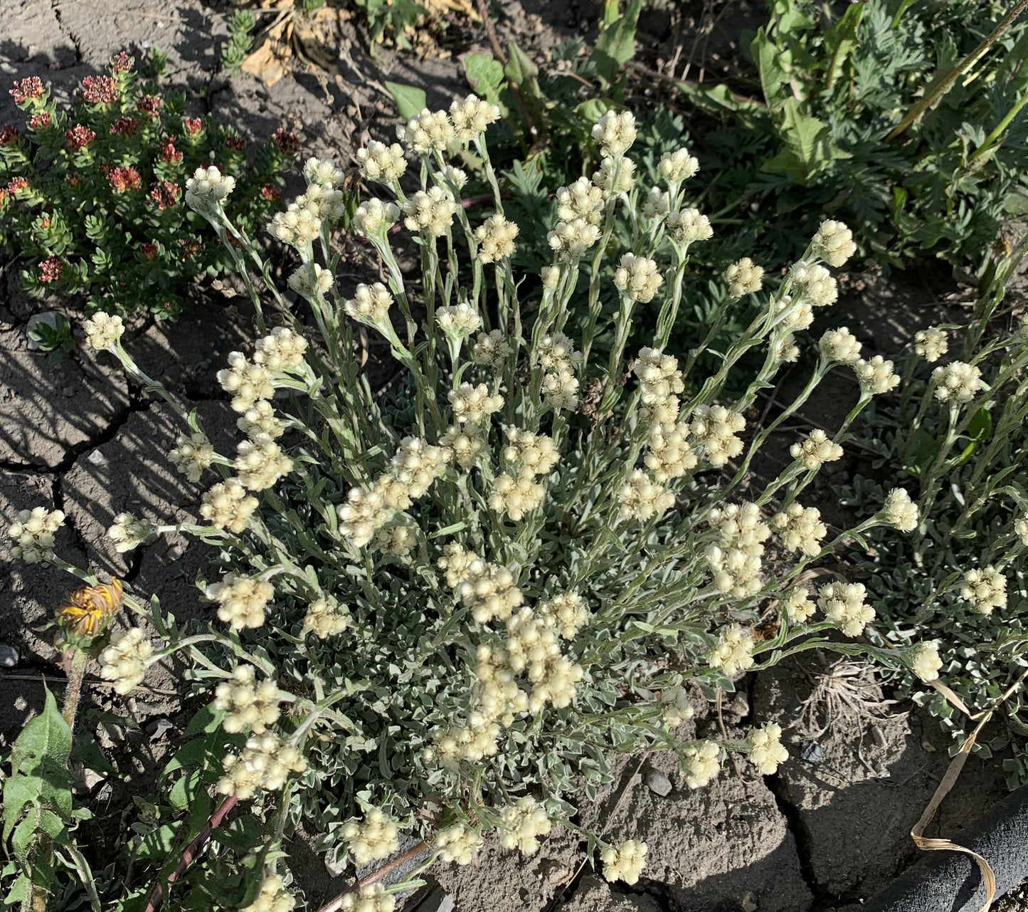 This image shows a blooming cluster of small-leaved pussytoes (Antennaria parvifolia) growing in dry, cracked soil. The woolly, pale green to silvery foliage hugs the ground, while upright stems rise above carrying clusters of creamy-white, fuzzy flower heads. The plant’s dense mat-like base and softly colored blooms contrast with the parched, rugged soil, reflecting its drought-tolerant nature and suitability for tough growing conditions.
