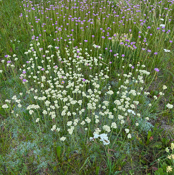 A natural meadow with a dense patch of Antennaria parvifolia (Small-Leaf Pussytoes) in full bloom, featuring clusters of creamy white flowers. The surrounding purple wildflowers and mixed native grasses add color and diversity to the landscape.