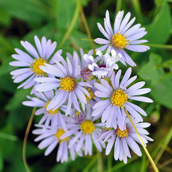Clusters of pale purple flowers with bright yellow centers bloom on slender, arching stems of Symphyotrichum laeve (Smooth Aster). The delicate petals spread wide, creating a soft, daisy-like appearance against a backdrop of smooth, bluish-green leaves.