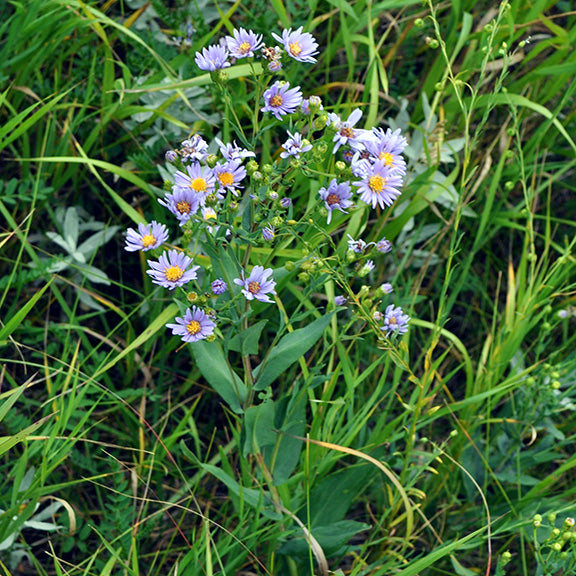 A single, upright Symphyotrichum laeve (Smooth Aster) plant rises above the surrounding grasses, showcasing sprays of lavender-blue blossoms. Each flower features narrow petals radiating around a sunny yellow center, giving the whole plant a light, airy look.