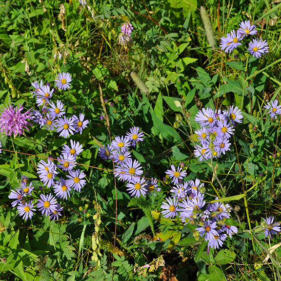 In this vibrant patch of Symphyotrichum laeve (Smooth Aster), loose clusters of starry blue-lavender flowers scatter across a thicket of green foliage. Their cheerful yellow centers catch the light, brightening the mixed grassy and leafy surroundings.