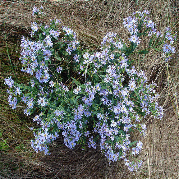 A large mound of Symphyotrichum laeve (Smooth Aster) spills over dry, golden grasses, densely covered in a sea of soft lavender blooms. The abundant, delicate flowers create a cloud-like effect, with their fine petals and golden-yellow centers glowing in the sunlight.