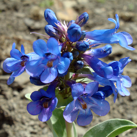 A dense cluster of vivid blue, tubular flowers with slightly flared petal tips and deep purple throats, arranged around a tall flower stalk. The vibrant blossoms of Penstemon nitidus (Smooth Blue Beardtongue) glow against the muted background, showing off their rich color and delicate texture.