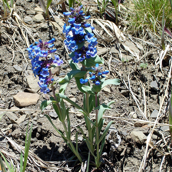 Two upright stems topped with thick clusters of bright blue, trumpet-shaped flowers standing out against the rocky ground. Smooth, pale green leaves line the sturdy stalks of Smooth Blue Beardtongue (Penstemon nitidus), giving the plant a striking appearance in the dry landscape.
