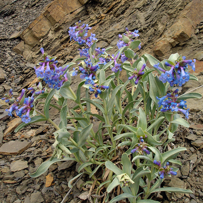 A large, full plant covered in upright stalks bearing dense sprays of brilliant blue flowers, growing from a base of broad, silvery-green leaves. The Penstemon nitidus (Smooth Blue Beardtongue) thrives in a rocky slope, its blooms creating a vivid contrast against the stone backdrop.
