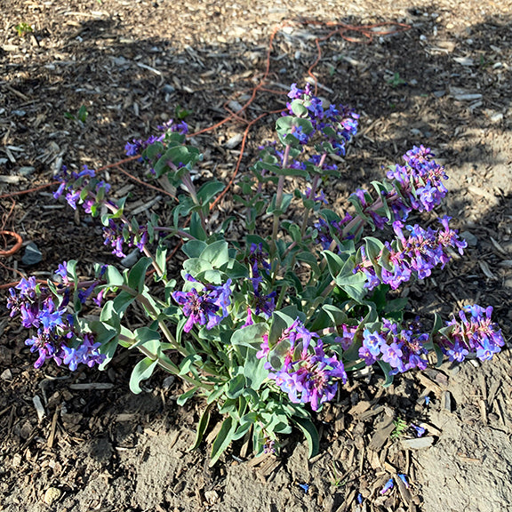 A sprawling clump of Smooth Blue Beardtongue (Penstemon nitidus) in full bloom, with arching stems covered in rich blue-purple flowers rising above broad, grey-green basal leaves. The plant stands out brightly in a sunny, dry garden bed.