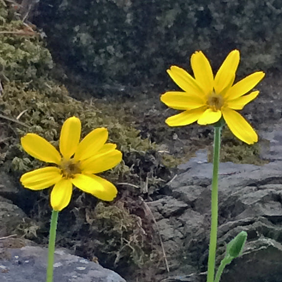 Two bright yellow Arnica lonchophylla (Spear-Leaved Arnica) flowers with slender petals growing against a moss-covered rock. Their delicate structure and long stems contrast with the rugged alpine environment.
