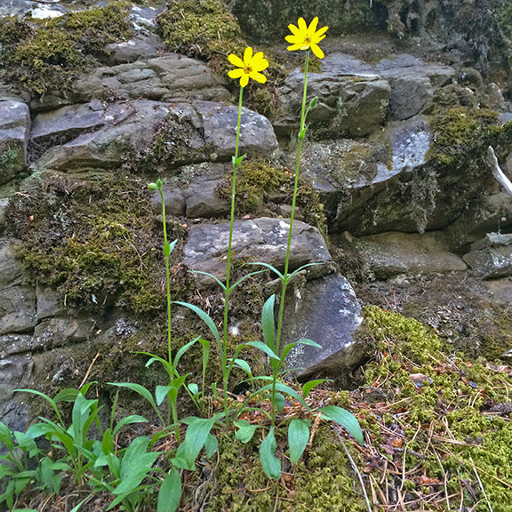 Arnica lonchophylla (Spear-Leaved Arnica) plants with tall, thin stems and golden-yellow flowers growing in a mossy, rocky crevice. The narrow, lance-shaped leaves emerge from the base, showcasing the plant's adaptation to harsh mountain conditions