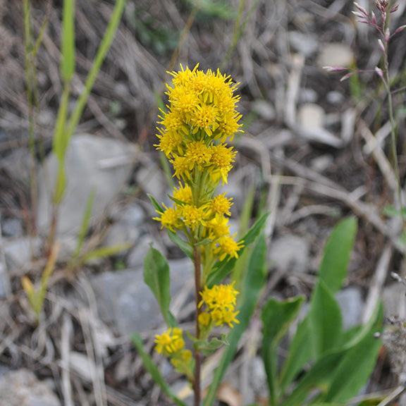 A single Spike Goldenrod (Solidago simplex) plant stands against a backdrop of dry, rocky terrain, its sturdy stem adorned with golden-yellow flower clusters. The bright blossoms form a dense, upright column, contrasting with the muted earth tones of the scattered stones and sparse vegetation. Its elongated, pointed leaves emerge from the base and along the lower stem, showcasing the plant’s adaptation to harsh conditions.