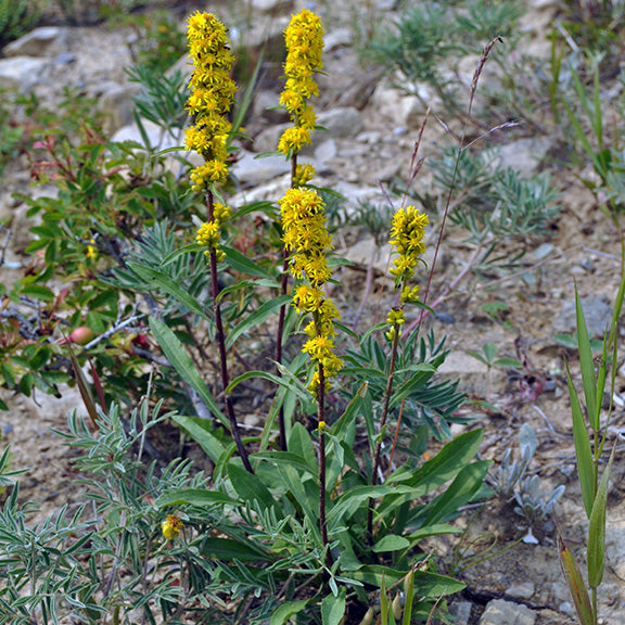 A small cluster of Spike Goldenrod (Solidago simplex) plants grows in a dry, open habitat, their tall, reddish stems topped with dense, golden flower spikes. The surrounding landscape is dotted with silvery sagebrush and other hardy prairie plants, creating a textured scene of contrasting greens, yellows, and browns. The plants' slender form and compact floral spikes stand out, emphasizing their role as late-season nectar sources in prairie ecosystems.