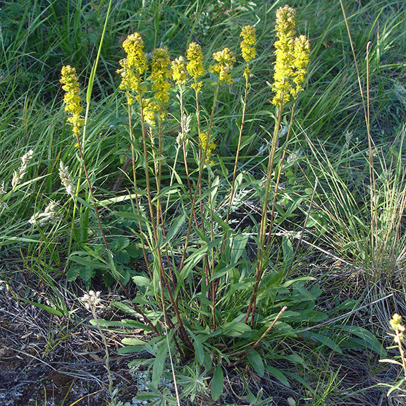 A grouping of Spike Goldenrod (Solidago simplex) rises from a rosette of narrow, dark green leaves, sending up multiple slender stems topped with vertical clusters of vivid yellow flowers. The plants are spaced apart in an open grassland, bathed in soft natural light, which highlights their golden hues against a mixture of dry grasses and low-growing native species. The scene captures the structured elegance of this prairie goldenrod, its spires swaying in the breeze.