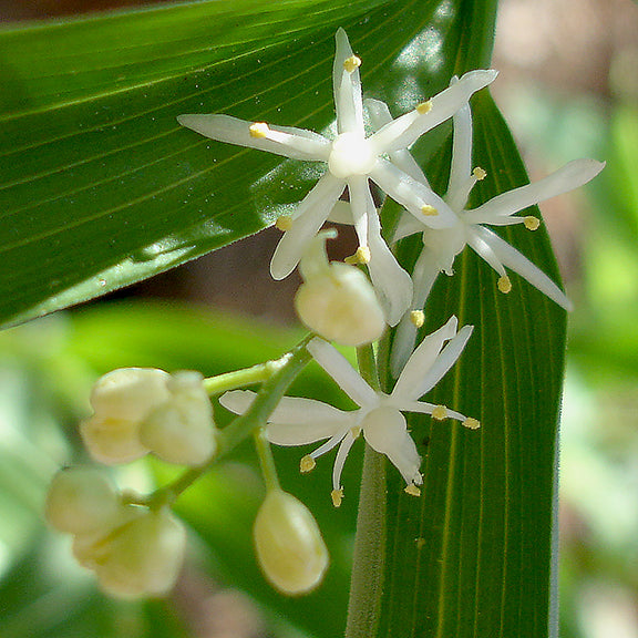 A delicate cluster of white starburst flowers blooms on Star-Flowered False Solomon’s Seal (Maianthemum stellatum), with yellow-tipped stamens radiating from the center. The intricate, spidery petals contrast against the vibrant green foliage.