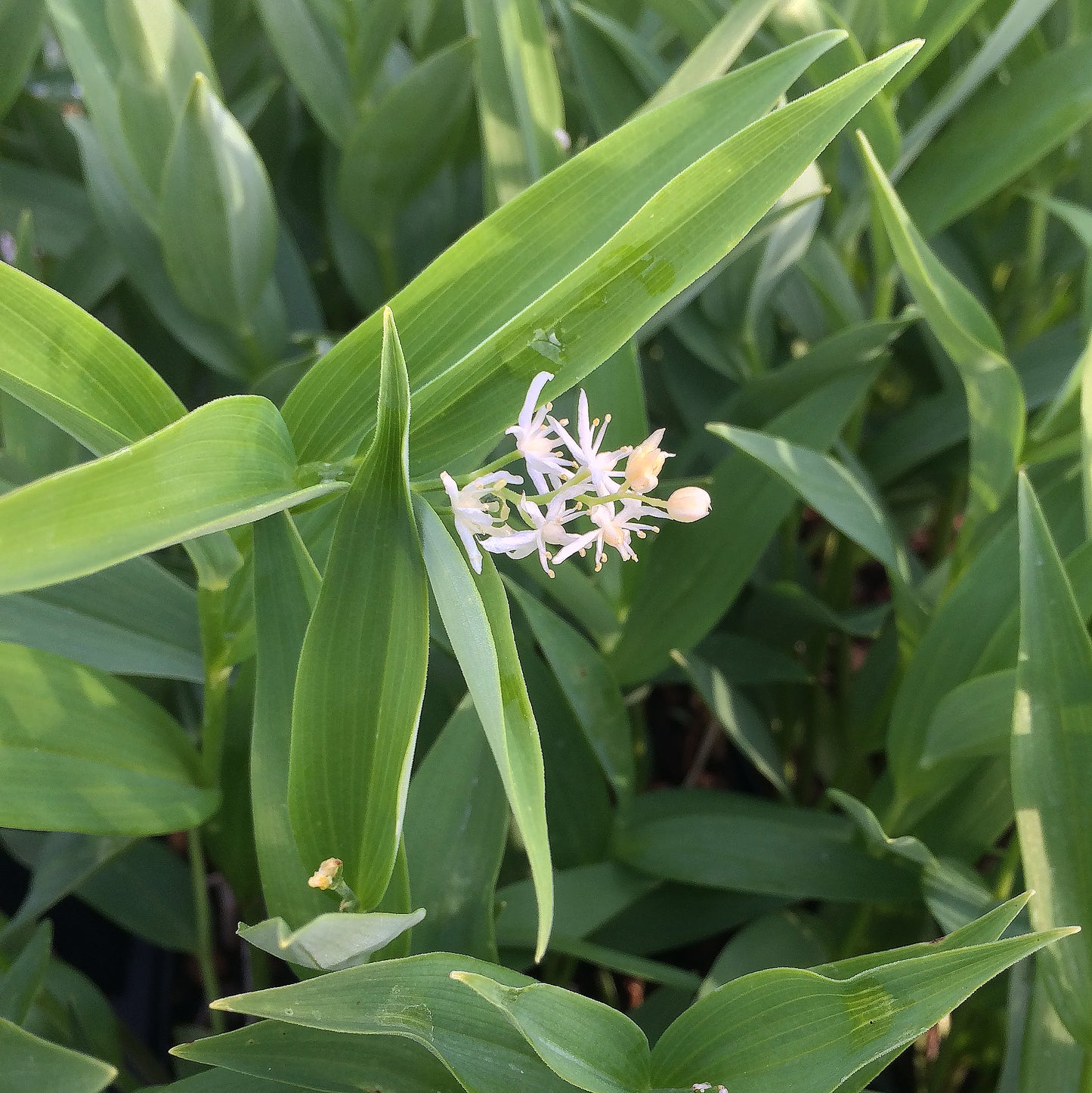 A single arching stem of Star-Flowered False Solomon's Seal (Maianthemum stellatum) holds a cluster of dainty white flowers, nestled among a dense bed of green, lance-shaped leaves. The plant's graceful form blends seamlessly into its lush surroundings.