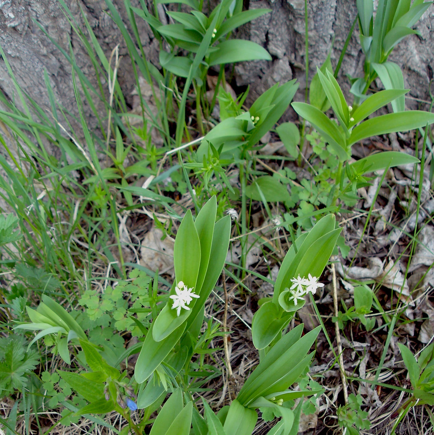 Several plants of Star-Flowered False Solomon’s Seal (Maianthemum stellatum) bloom at the base of a tree, their bright white flowers standing out among the surrounding grasses and woodland plants. Their broad, veined leaves catch the dappled sunlight filtering through the canopy.