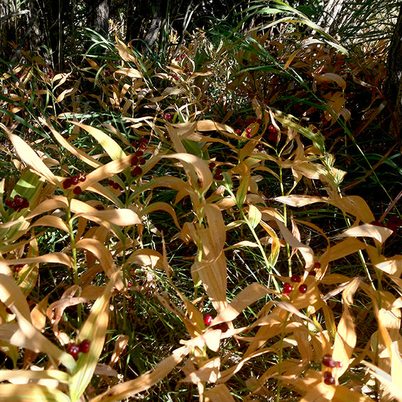Maianthemum stellatum - Star Flowered False Solomon's Seal