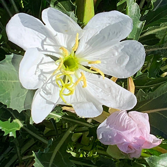 A fully open bloom of Stemless White Evening Primrose (Oenothera caespitosa) glows in the sunlight, its delicate white petals unfurling around a pale green center. The curling yellow stamens and twisting pistil add a whimsical, intricate detail, while a soft pink bud waits to open below.