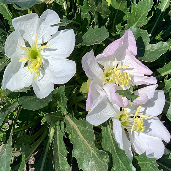 A cluster of Stemless White Evening Primrose (Oenothera caespitosa) flowers blooms against a backdrop of deep green, lobed leaves. The petals range from pure white to a faint blush of pink, with bright yellow stamens standing out in the center.