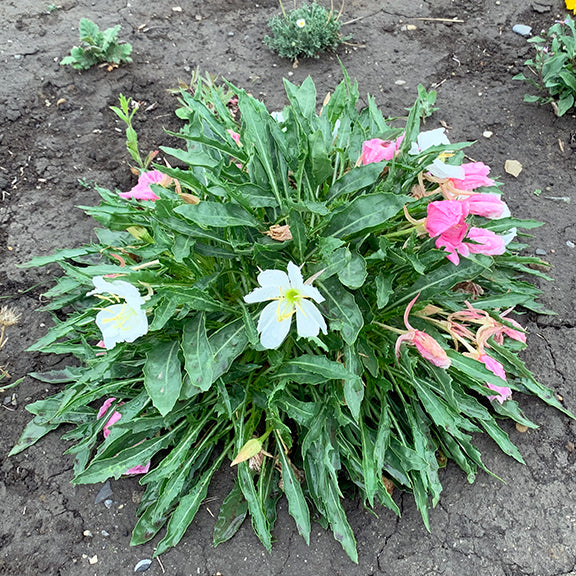 A sprawling mound of Stemless White Evening Primrose (Oenothera caespitosa) forms a low-growing cushion in dry, rocky soil. The large, fragrant blooms transition from white to pink as they fade, creating a beautiful contrast against the deeply cut foliage.