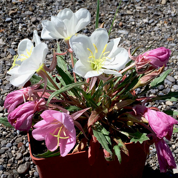 A potted Stemless White Evening Primrose (Oenothera caespitosa) sits on a gravel surface, its white and pink flowers bursting above the compact foliage. The sprawling stems and arching buds hint at the plant's spreading habit, perfect for dry gardens.