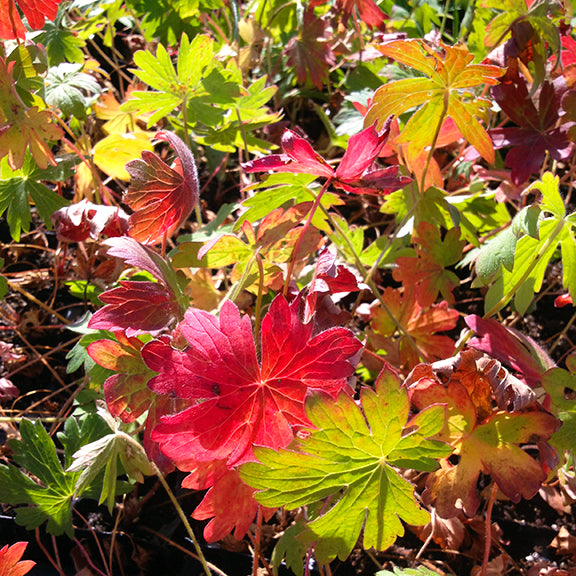 The foliage of Geranium viscosissimum (Sticky Geranium) in autumn, turning brilliant shades of red, orange, and yellow. The deeply lobed leaves catch the sunlight, creating a striking mosaic of warm hues. Some green remains, highlighting the plant's transition into dormancy. The interplay of colors and textures adds a rich seasonal display to the natural setting.