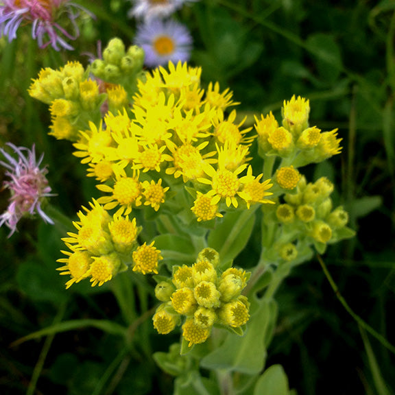 Bright yellow flower heads of Stiff Goldenrod (Solidago rigida) bloom in dense, rounded clusters atop thick, pale green stems. The vivid yellow rays surround golden disc florets, creating a cheerful splash of color. The thick, fleshy leaves are covered in fine hairs and have a gray-green hue, clasping the sturdy stems. In the background, hints of purple wildflowers and green foliage create a soft contrast, enhancing the golden tones of the blooms.