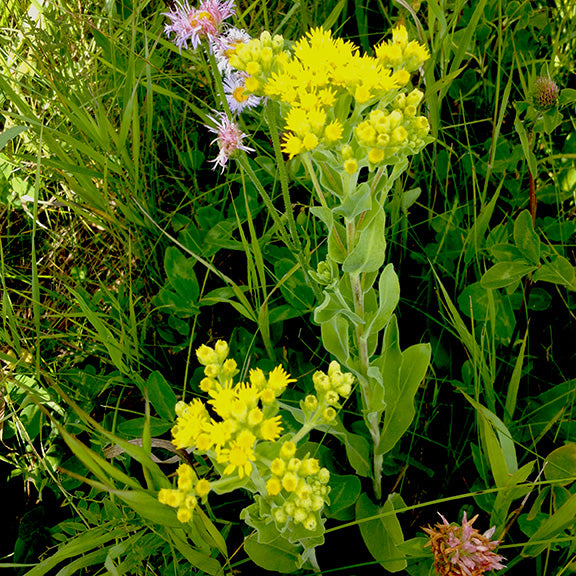 A tall Stiff Goldenrod (Solidago rigida) stands among grasses and other wildflowers, with its upright stems showcasing clusters of bright yellow flowers. The leathery, pale green leaves cling closely to the stem, their fuzzy texture visible even from a distance. The golden blooms form tight, rounded heads near the top, while pale purple and pink wildflowers peek out from the surrounding greenery, adding layers of color to the scene.