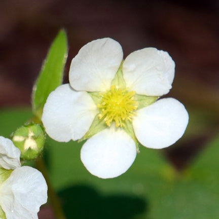 A delicate Fragaria virginiana (Wild Strawberry) flower with five pure white petals surrounding a bright yellow center. The slightly cupped petals contrast against the green sepals and foliage in the background.