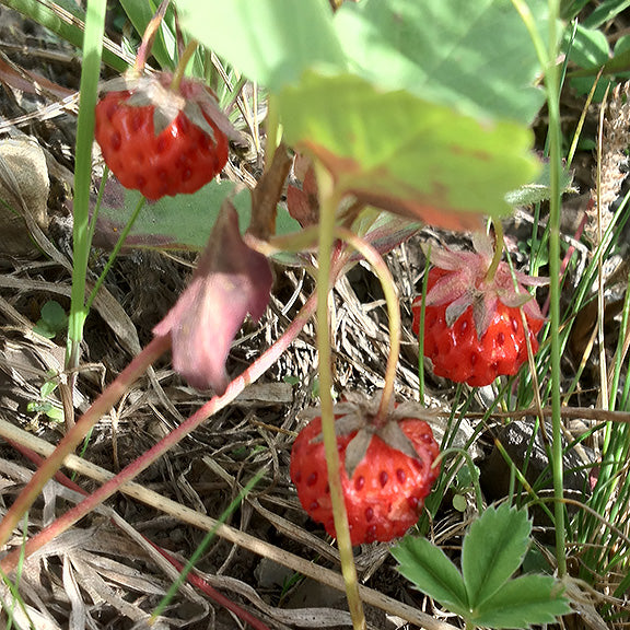 Clusters of ripe Fragaria virginiana (Wild Strawberry) fruit hang from slender stems, their bright red color standing out against the green leaves. The small, dimpled berries glisten in the sunlight, nestled among the surrounding grasses.