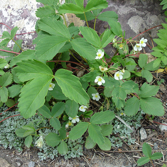 A spreading Fragaria virginiana (Wild Strawberry) plant with numerous white flowers scattered among its three-lobed green leaves. Runners extend outward, rooting into the soil and creating a dense, low-growing mat.