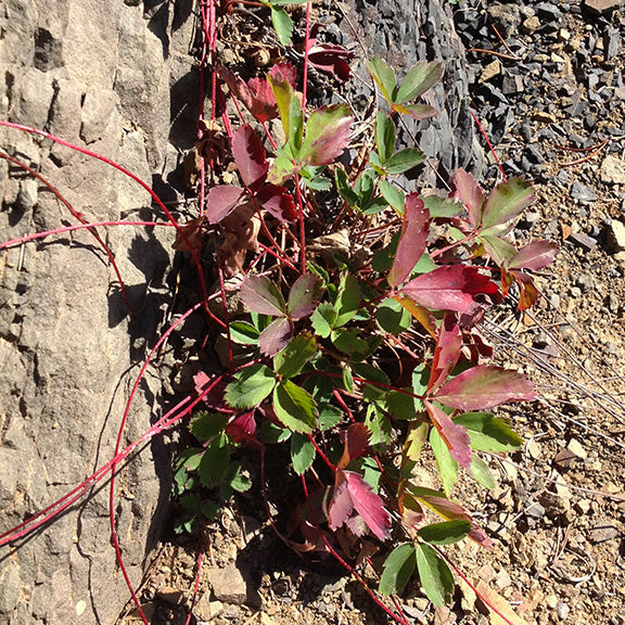 A Fragaria virginiana (Wild Strawberry) plant in late-season transition, its leaves turning shades of red and burgundy. The vibrant autumn foliage contrasts with the rocky ground, while thin red runners weave across the soil.