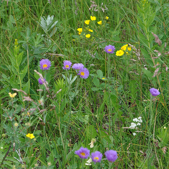 A natural meadow filled with Streamside Fleabane (Erigeron glabellus var. pubescens), this variation has violet blooms mingling with bright yellow wildflowers. This vibrant wildflower thrives in moist soils, bringing both color and movement to moist meadow habitats.