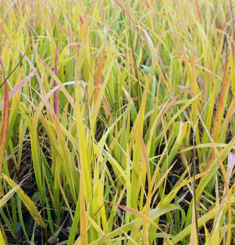 Sweet Grass (Anthoxanthum nitens) in autumn, with long, slender leaves turning golden yellow and reddish-orange. The dense growth shows the seasonal transition as the green fades into warm fall colors.