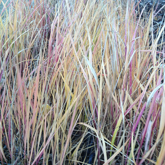 A stand of Anthoxanthum nitens in late fall, with dry, pale golden leaves interspersed with straw-colored and reddish blades. The grass appears brittle, with a mix of upright and bent stalks, showing its dormant state.