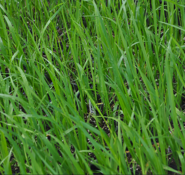 A thick cluster of Anthoxanthum nitens (Sweet Grass) in summer, with fresh, vibrant green leaves. The blades stand tall in nursery trays, surrounded by dark soil, indicating active growth in warm weather.