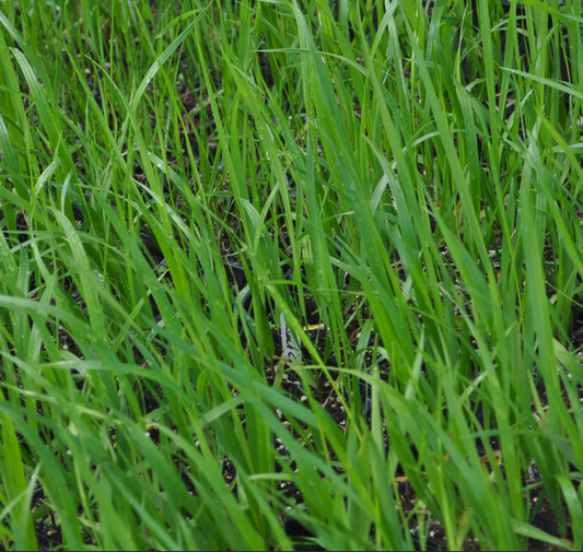 A thick cluster of Anthoxanthum nitens (Sweet Grass) in summer, with fresh, vibrant green leaves. The blades stand tall in nursery trays, surrounded by dark soil, indicating active growth in warm weather.