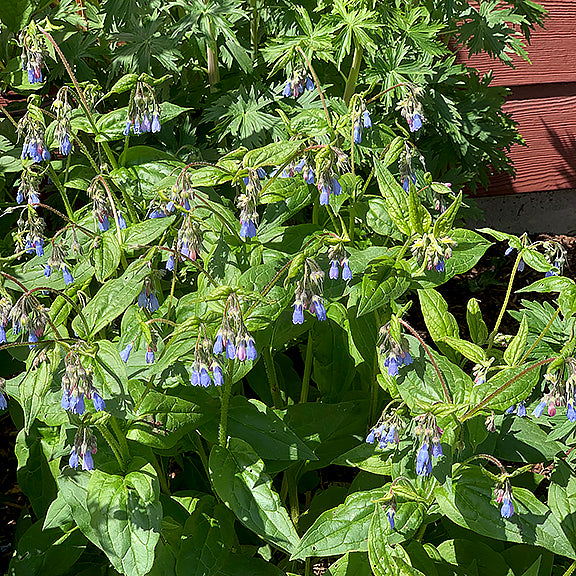 A dense stand of Tall Bluebells (Mertensia paniculata) spreads under the sun, its arching stems heavy with pendulous blue flowers. Lush green foliage fills the scene, with a backdrop of taller plants adding depth.