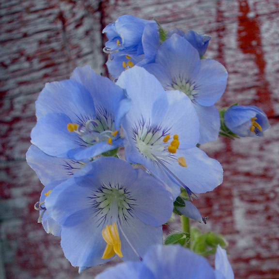 Close-up of delicate sky-blue flowers of Polemonium acutiflorum (Tall Jacob’s Ladder), with each bloom showcasing pale yellow stamens and fine purple lines radiating from the center. The soft petals contrast against a weathered red wooden background.