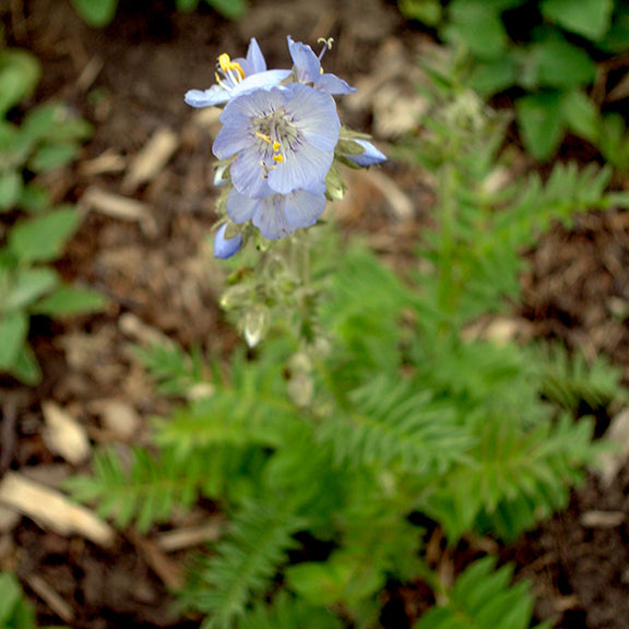 A young Polemonium acutiflorum (Tall Jacob's Ladder) plant with finely divided, fern-like green leaves and a single stalk of soft blue flowers. The blooms rise above the foliage, standing out against the mulched garden bed.