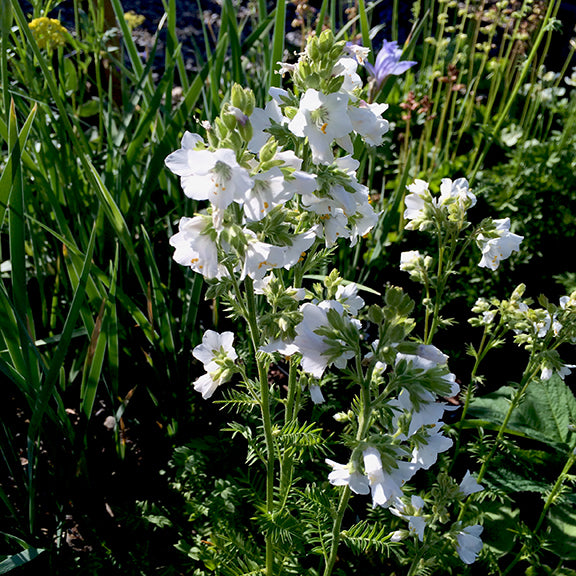 Cluster of Polemonium acutiflorum (Tall Jacob's Ladder) with tall, leafy stems topped by creamy white, bell-shaped flowers. The feathery green foliage forms a dense mound, while the flowers sway above in a sunlit garden.