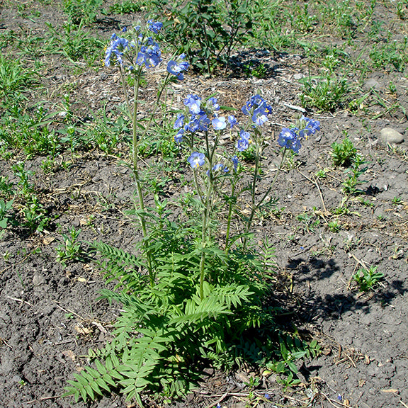 A mature Polemonium acutiflorum (Tall Jacob's Ladder) plant growing in open soil, with tall stems bearing loose clusters of pale blue flowers. The finely textured, bright green leaves create a soft, rounded base beneath the airy blooms.