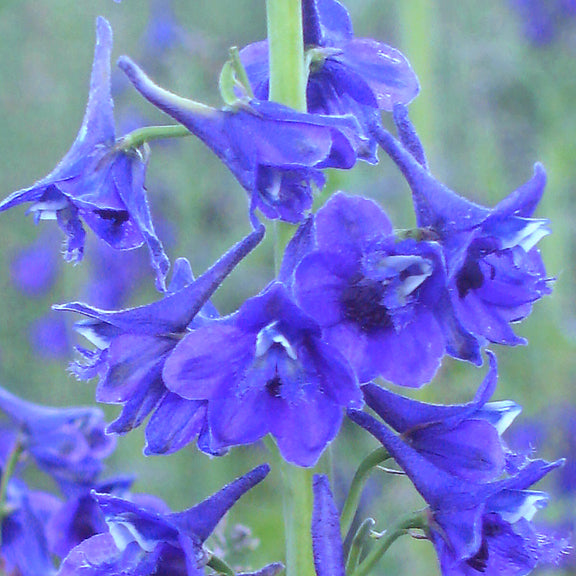 A vibrant blue cluster of Tall Larkspur (Delphinium glaucum) flowers in full bloom, with delicate petals and extended stamens. The flowers are arranged along a tall central stem, contrasting against a blurred green background.