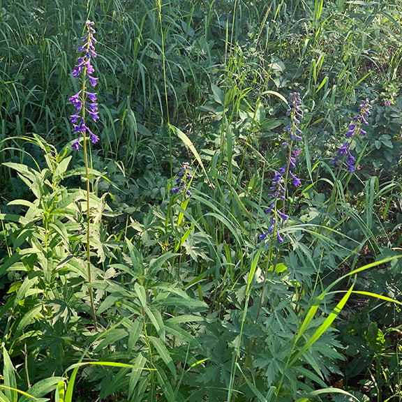 A vibrant blue cluster of Tall Larkspur (Delphinium glaucum) flowers in full bloom, with delicate petals and extended stamens. The flowers are arranged along a tall central stem, contrasting against a blurred green background.
